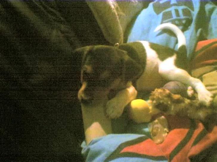 Dansk svensk gaardhund lucky billede 3