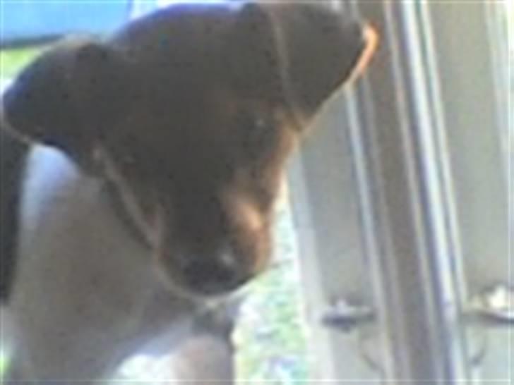 Dansk svensk gaardhund lucky billede 4