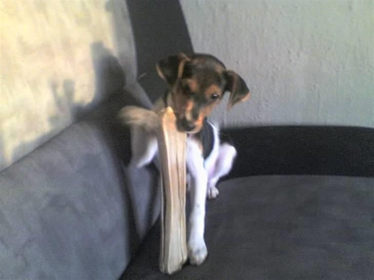 Dansk svensk gaardhund lucky billede 6