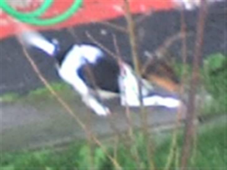 Dansk svensk gaardhund lucky billede 7