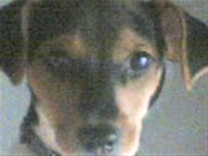 Dansk svensk gaardhund lucky billede 8