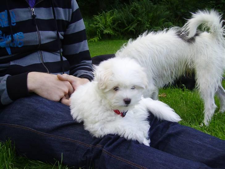 Coton de tulear Super Carla - Carla tager et hvil på Esben. billede 4