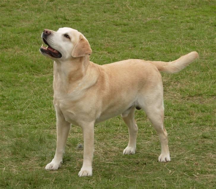 Labrador retriever Pepsi - pepsi 8,5 år gammel på udstilling billede 6