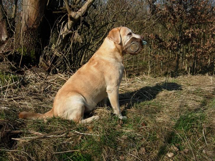 Labrador retriever Pepsi - Pepsi sidder model for mor. billede 8