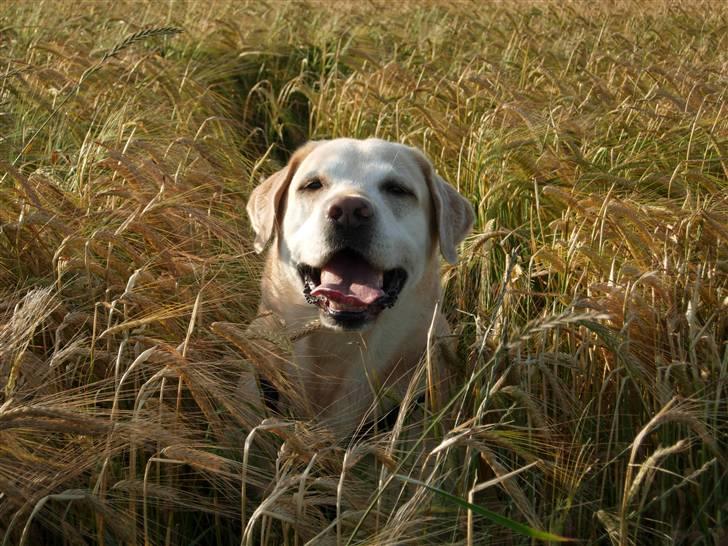 Labrador retriever Pepsi - Det er utroligt, hvd man skal finde sig i !! billede 9