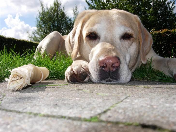Labrador retriever Pepsi - Pepsi tger en slapper. billede 10