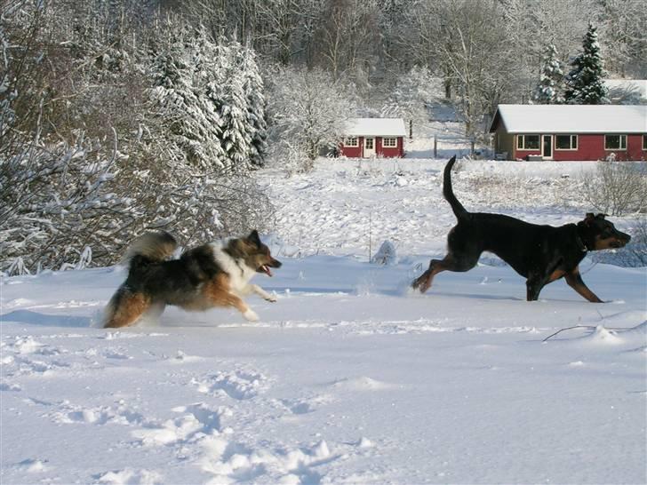 Blanding af racer Rosa *RIP* - 20/04/10 - Jaget af dræberhunden Smilla billede 13