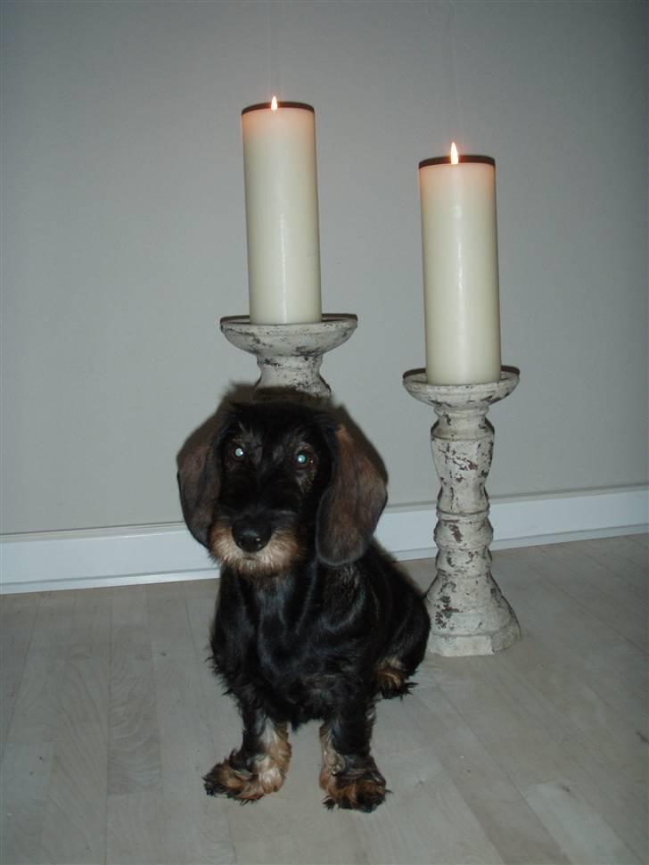 Gravhund Fendi billede 3