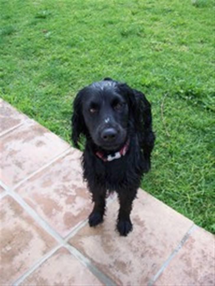 Blanding af racer Freddy billede 5