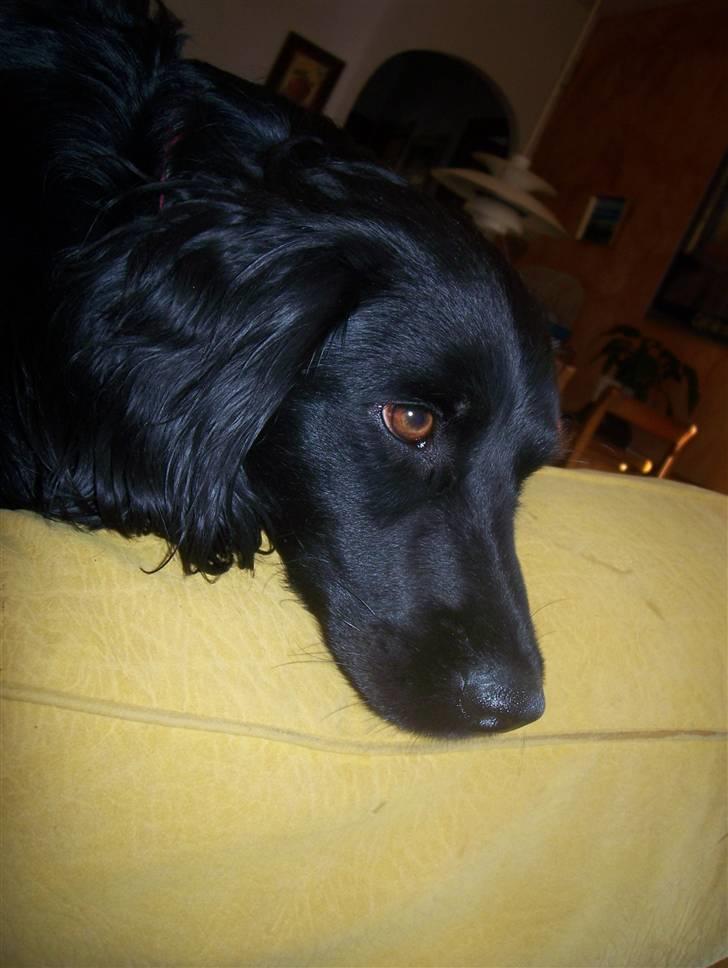 Blanding af racer Freddy billede 6