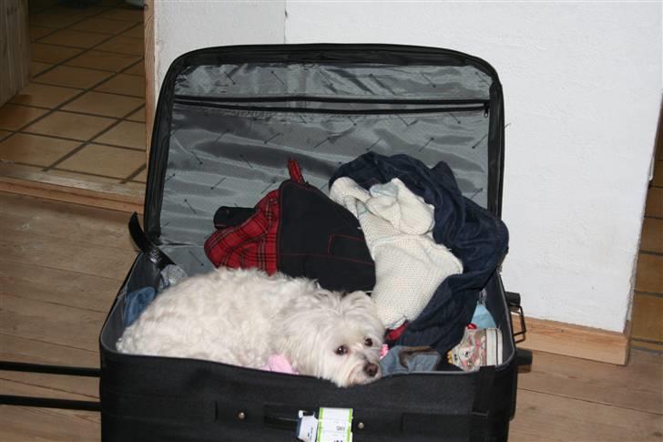 Blanding af racer Perle :'( Aflivet:'( - Perle fandt et dejligt blødt sted at ligge :D billede 1