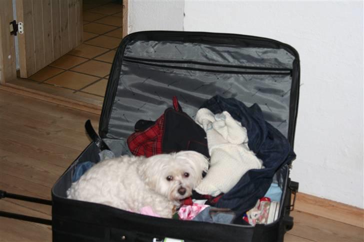 Blanding af racer Perle :'( Aflivet:'( - Hov tager du billeder af mig ?? billede 2