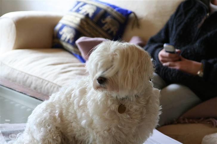 Blanding af racer Perle :'( Aflivet:'( - perle måtte ikke være i sofaen så den satte sig op på bordet.. ?`? billede 3