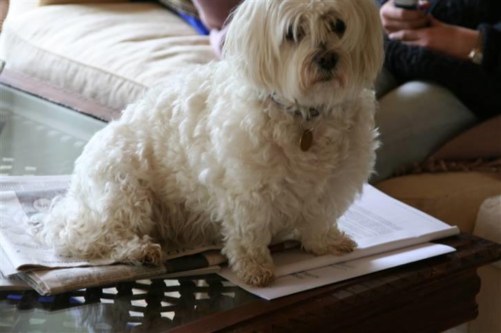 Blanding af racer Perle :'( Aflivet:'( - fiine perle billede 4