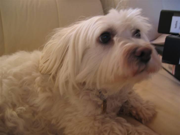 Blanding af racer Perle :'( Aflivet:'( - :D billede 5