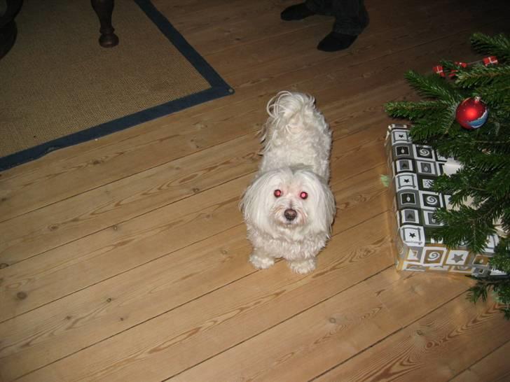 Blanding af racer Perle :'( Aflivet:'( - perle ved juleaften billede 6