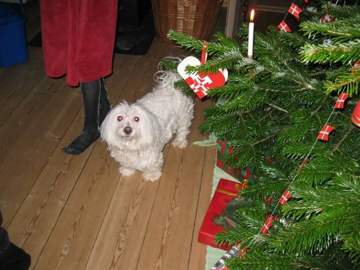 Blanding af racer Perle :'( Aflivet:'( - wee billede 7