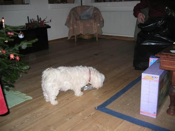 Blanding af racer Perle :'( Aflivet:'( - perle åbner sin julegave billede 8