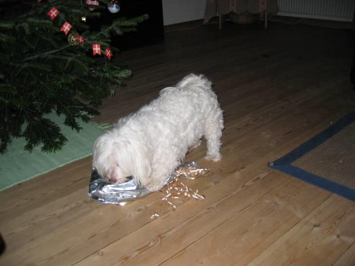 Blanding af racer Perle :'( Aflivet:'( - perle åbner sin julegave billede 9