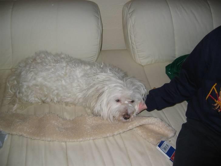 Blanding af racer Perle :'( Aflivet:'( - perle er træt billede 10