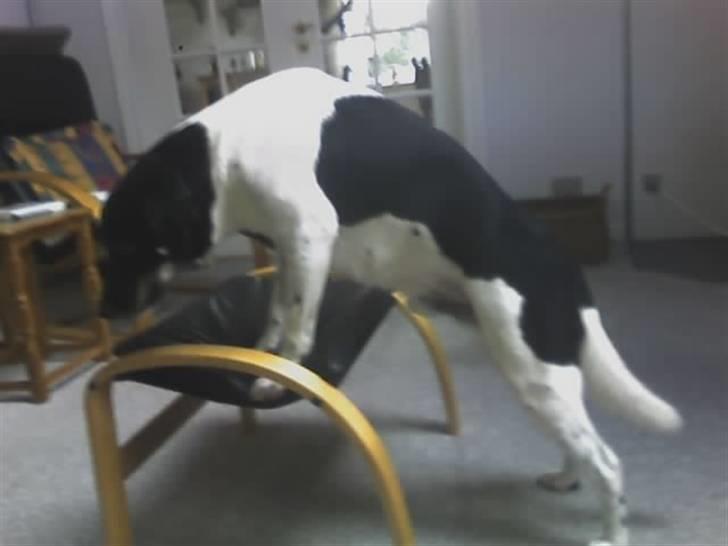 Blanding af racer Lucky - Lucky er " fotomodel" han bliver stående der hvor man beder ham at stå, og samme stilling (: billede 20