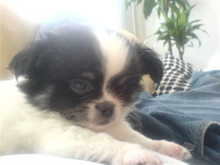 Chihuahua jacon billede 10