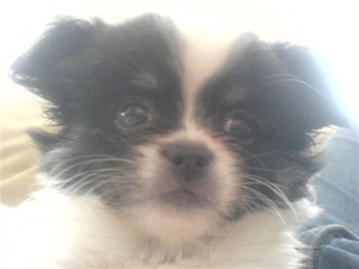 Chihuahua jacon billede 12