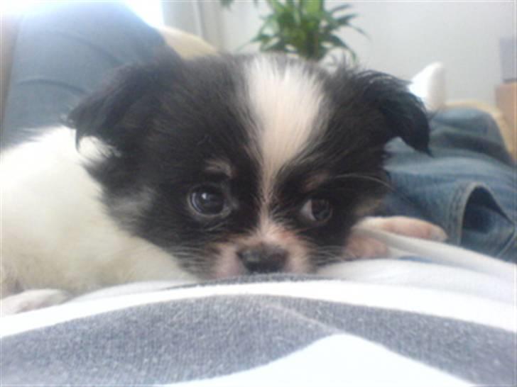 Chihuahua jacon billede 13