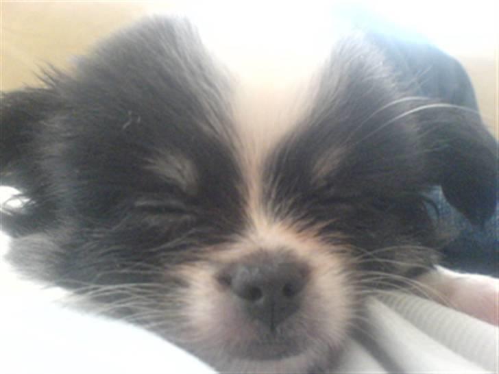 Chihuahua jacon billede 14