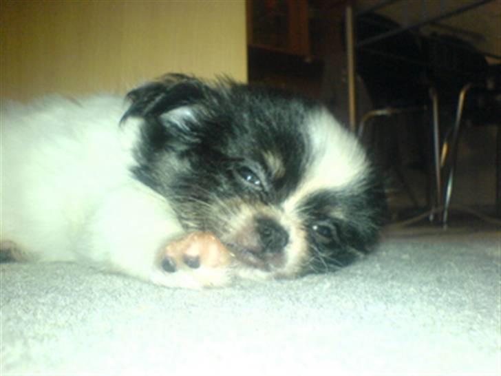 Chihuahua jacon billede 15