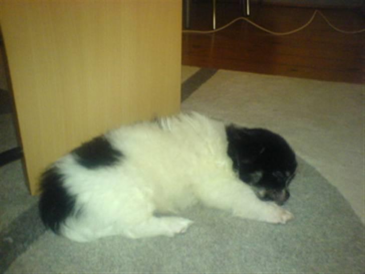 Chihuahua jacon billede 16