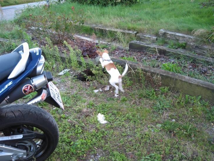 Jack russell terrier Tess - 15. Mor giv mig mere snor billede 15