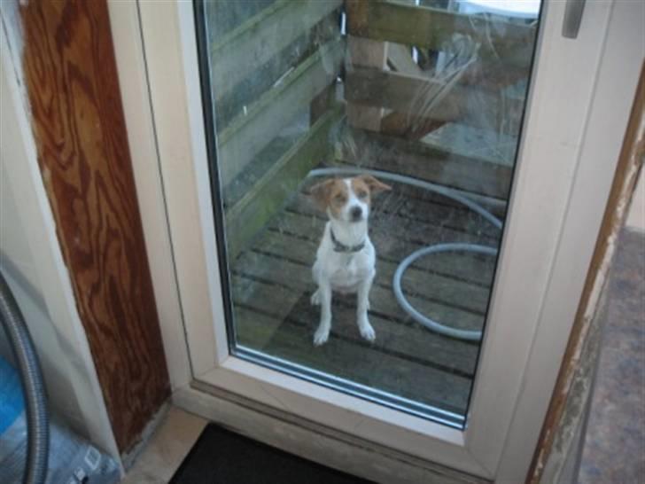 Jack russell terrier Tess - 16. Jeg vil altså gerne ind billede 16