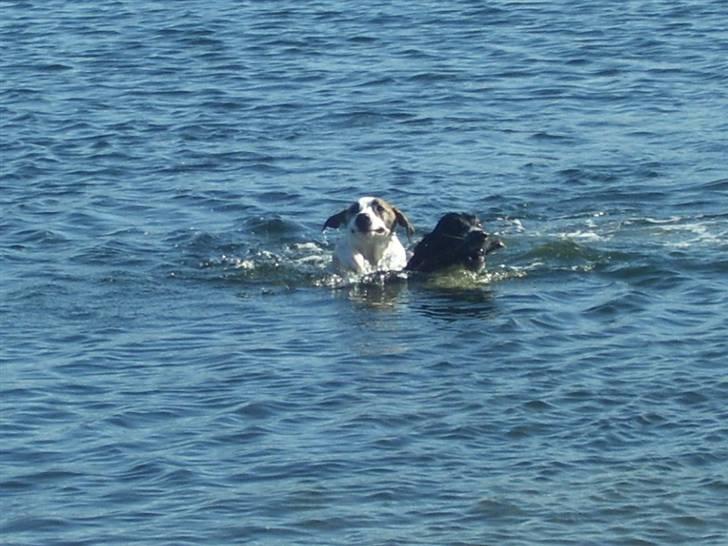 Blanding af racer Donna - Her er jeg ude og bade med min bedste ven Mille, jeg prøver at lære hende at svømme... c",) billede 6