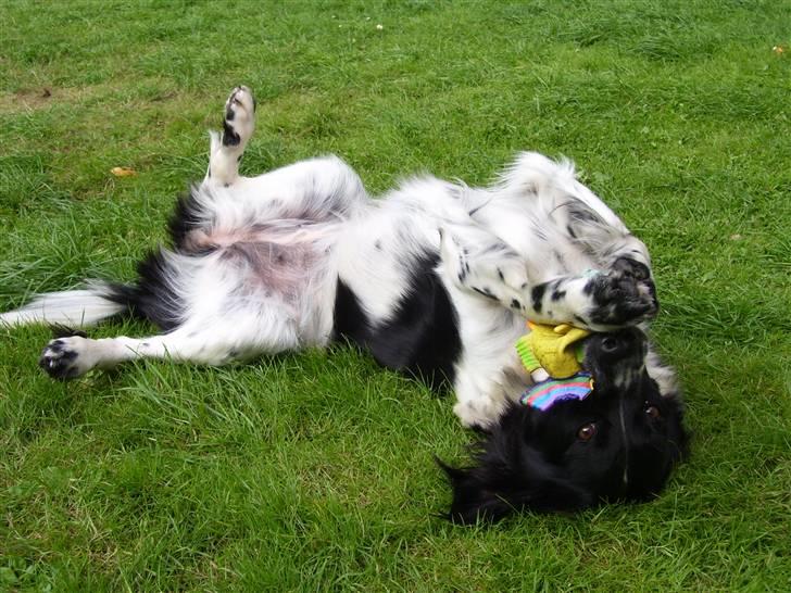 Blanding af racer Donna - uhh hvor jeg hygger mig.... billede 8