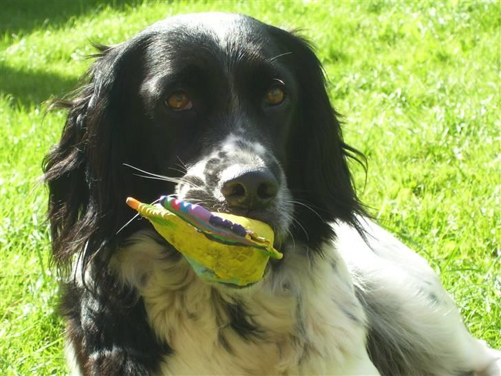 Blanding af racer Donna - Jeg er bare så glad for min fisk.... billede 9