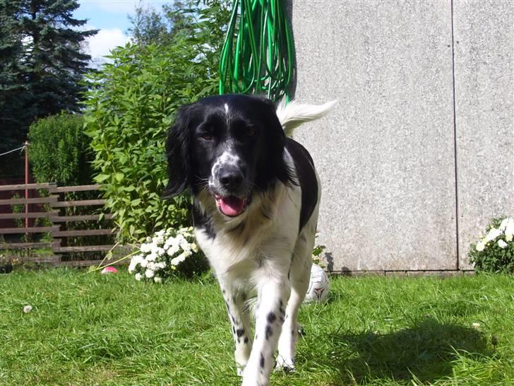 Blanding af racer Donna - hey???? billede 11