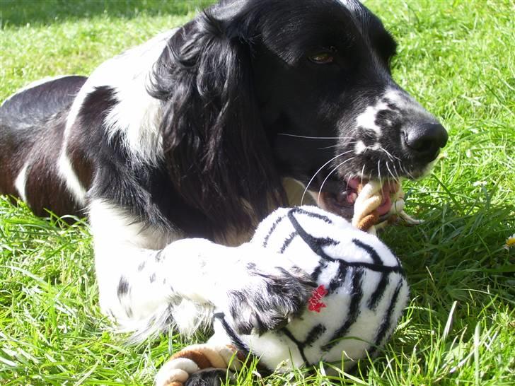 Blanding af racer Donna - Tygge Tygge.... uhmm billede 13