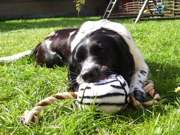 Blanding af racer Donna - Det er dejlig bold jeg har... billede 14