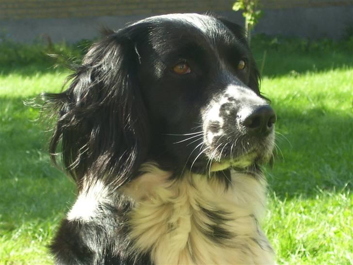 Blanding af racer Donna - Må jeg ik´ få en godbid mor???? billede 15