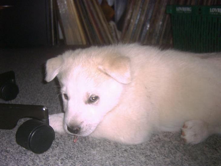 {{currentPhoto.altText}} billede {{currentPhoto.number}}