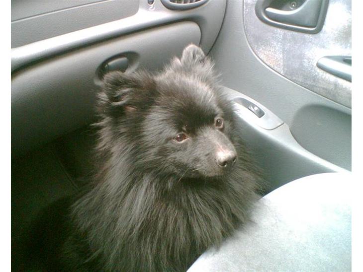 {{currentPhoto.altText}} billede {{currentPhoto.number}}