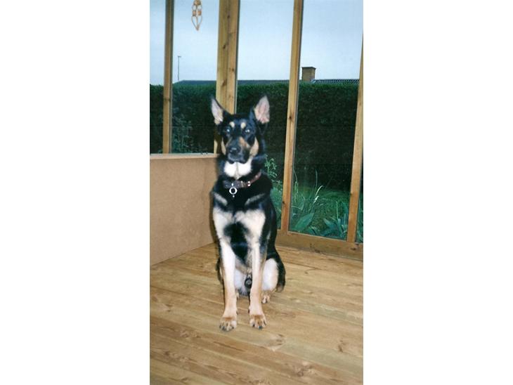 Schæferhund King *R.I.P* - Den smukkeste hund  billede 1