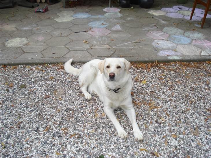 Blanding af racer Tilde <3 *R.I.P* billede 1