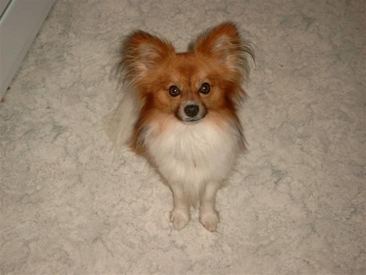 {{currentPhoto.altText}} billede {{currentPhoto.number}}