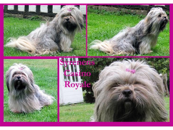 {{currentPhoto.altText}} billede {{currentPhoto.number}}