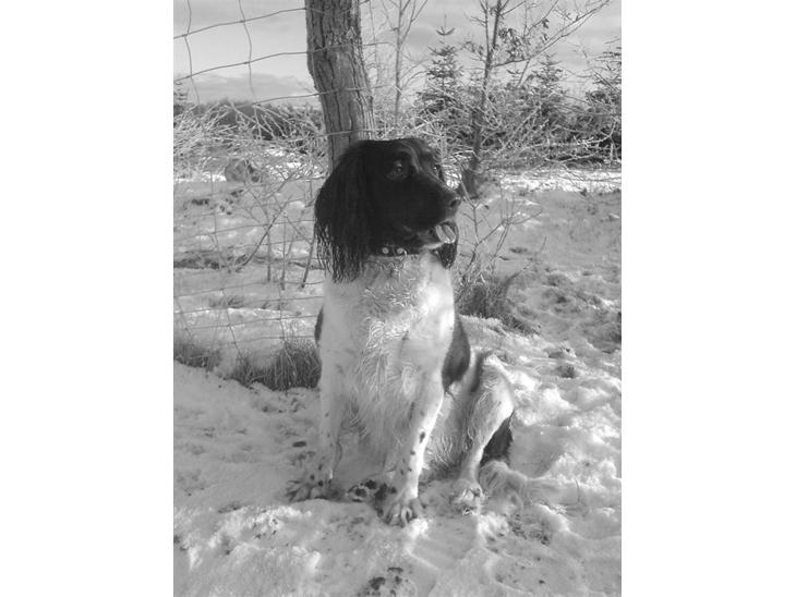 Engelsk springer spaniel stella - En dag uden i skoven billede 1
