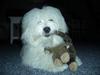 Coton de tulear Chicco