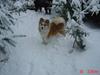 Islandsk fårehund Brana [ Himmelhund]
