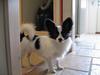 Papillon Alexander